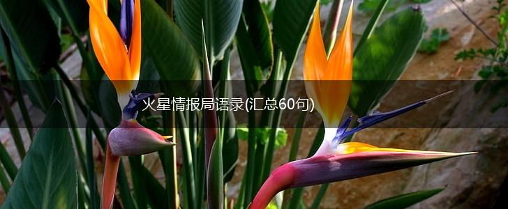 火星情报局语录(汇总60句),第1张