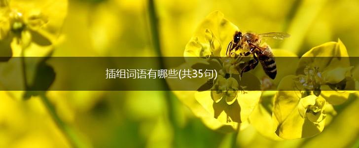 插组词语有哪些(共35句),第1张