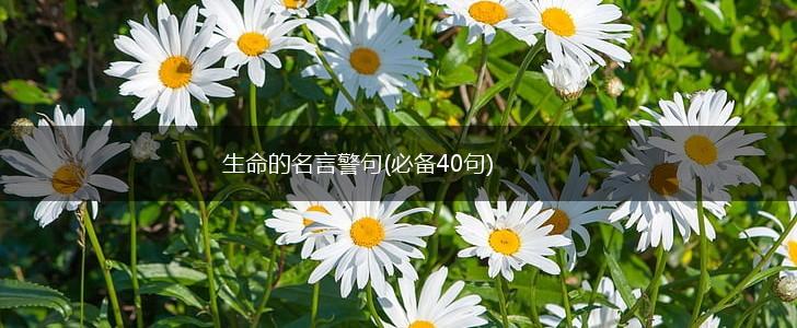 生命的名言警句(必备40句),第1张