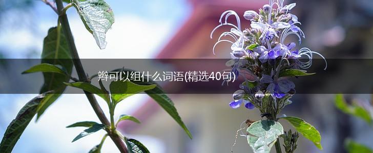 辫可以组什么词语(精选40句),第1张
