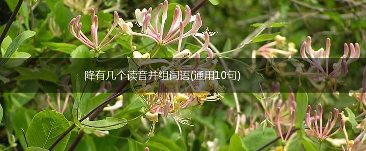 降有几个读音并组词语(通用10句),第1张