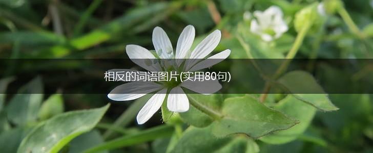 相反的词语图片(实用80句),第1张