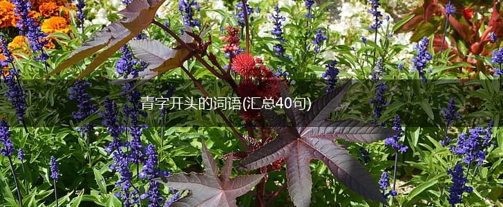 青字开头的词语(汇总40句),第1张
