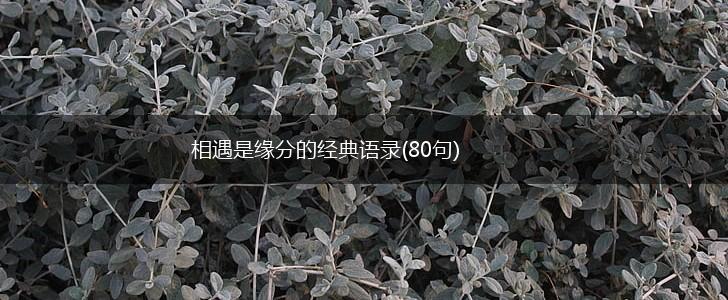 相遇是缘分的经典语录(80句),第1张