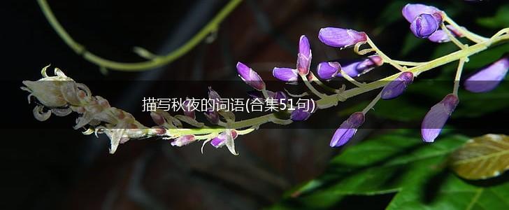描写秋夜的词语(合集51句),第1张