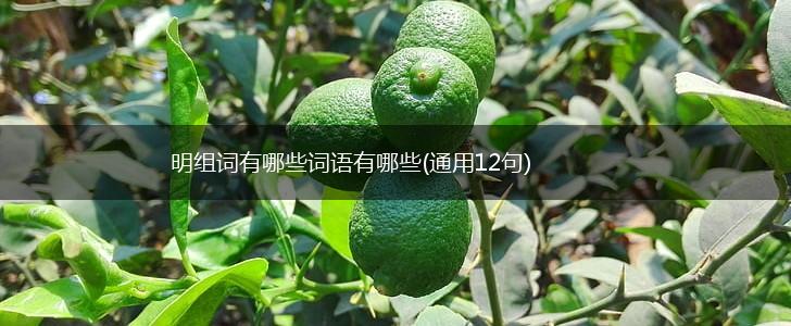 明组词有哪些词语有哪些(通用12句),第1张