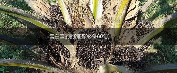 雪白雪的的词语(必备60句),第1张