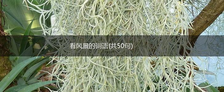 看风景的词语(共50句),第1张 看风景的词语(共50句),第1张