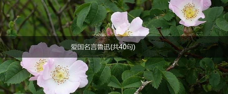 爱国名言鲁迅(共40句),第1张