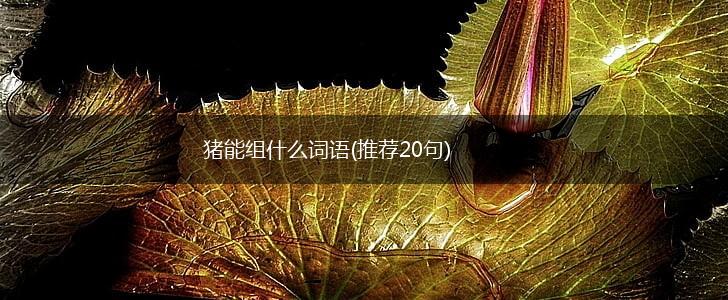 猪能组什么词语(推荐20句),第1张