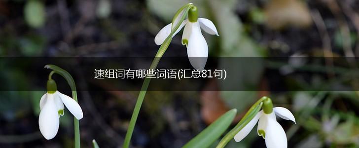 速组词有哪些词语(汇总81句),第1张