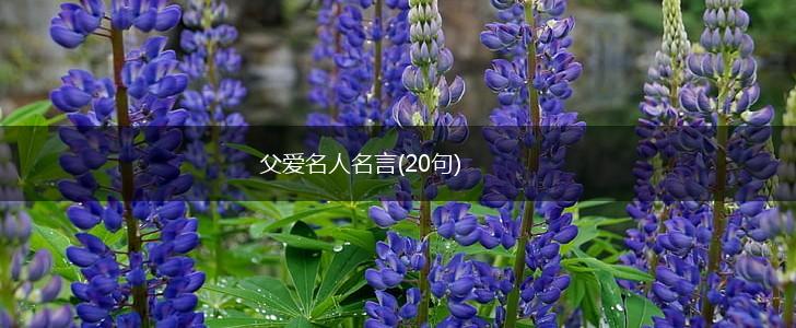 父爱名人名言(20句),第1张