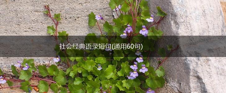社会经典语录短句(通用60句),第1张