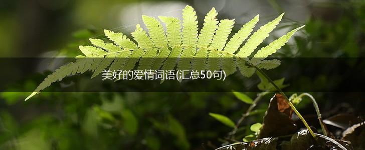 美好的爱情词语(汇总50句),第1张