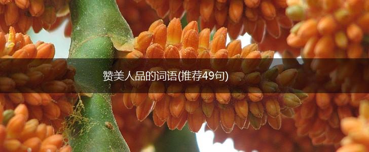 赞美人品的词语(推荐49句),第1张