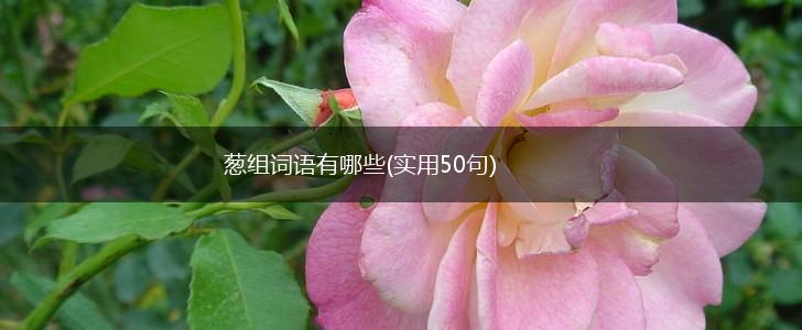 葱组词语有哪些(实用50句),第1张