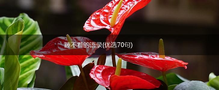 睡不着的语录(优选70句),第1张