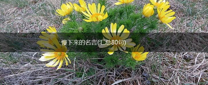慢下来的名言(汇总80句),第1张