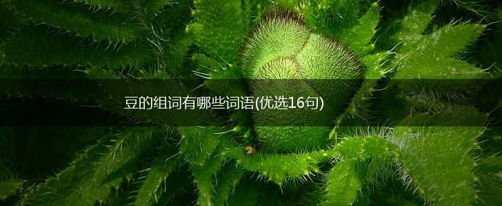 豆的组词有哪些词语(优选16句),第1张