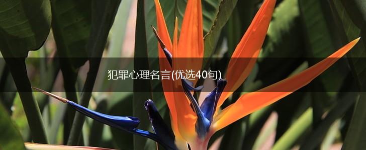 犯罪心理名言(优选40句),第1张