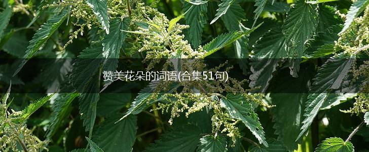 赞美花朵的词语(合集51句),第1张