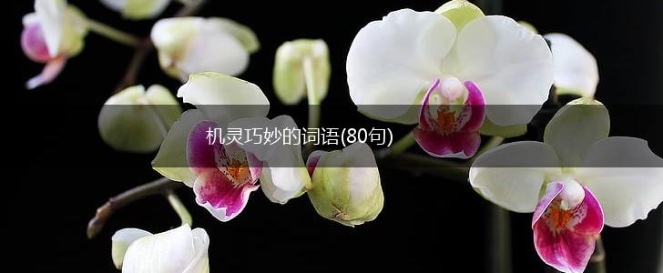 机灵巧妙的词语(80句),第1张