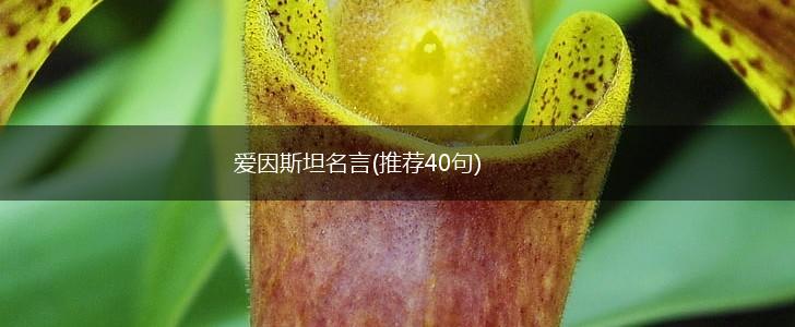 爱因斯坦名言(推荐40句),第1张