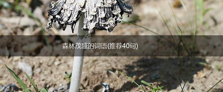 森林茂盛的词语(推荐40句),第1张