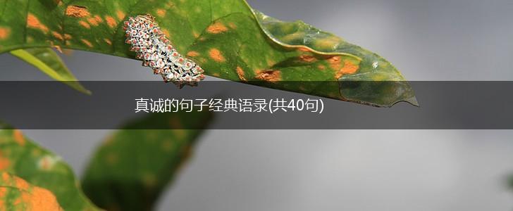 真诚的句子经典语录(共40句),第1张