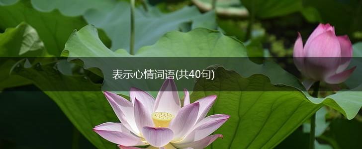 表示心情词语(共40句),第1张