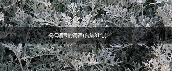 祝福领导的词语(合集31句),第1张