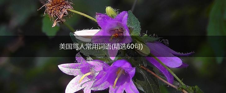 美国骂人常用词语(精选60句),第1张