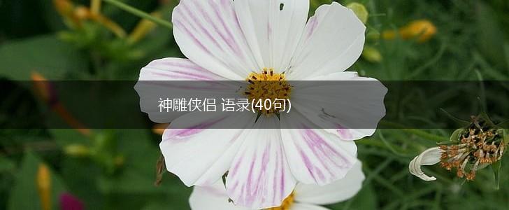 神雕侠侣 语录(40句),第1张