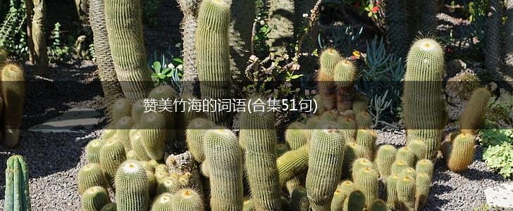 赞美竹海的词语(合集51句),第1张