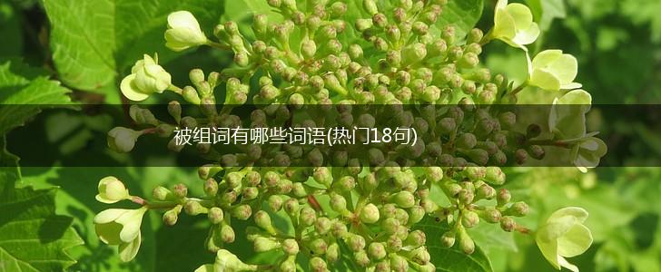 被组词有哪些词语(热门18句),第1张
