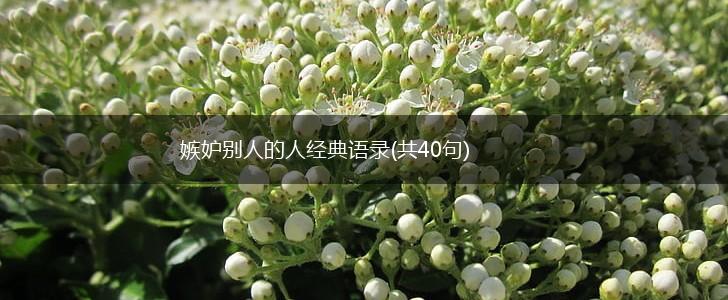 嫉妒别人的人经典语录(共40句),第1张