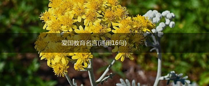 爱国教育名言(通用16句),第1张