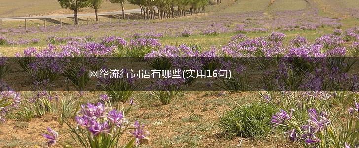 网络流行词语有哪些(实用16句),第1张