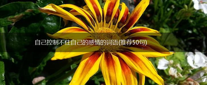 自己控制不住自己的感情的词语(推荐50句),第1张