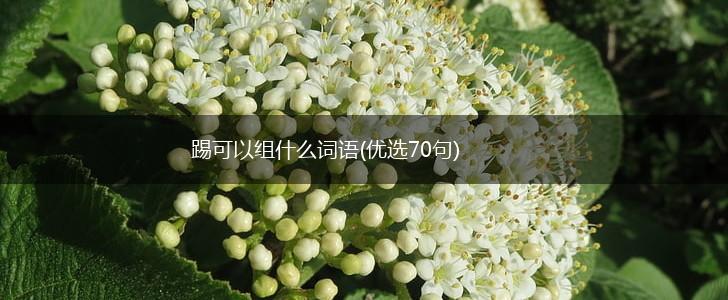 踢可以组什么词语(优选70句),第1张 踢可以组什么词语(优选70句),第1张