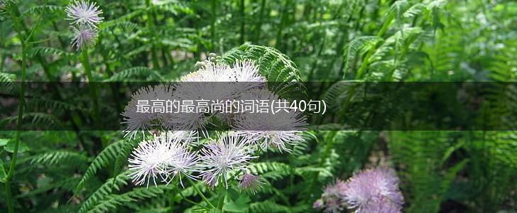 最高的最高尚的词语(共40句),第1张