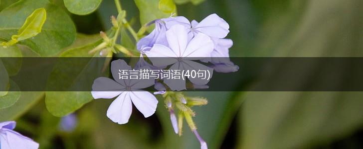 语言描写词语(40句),第1张