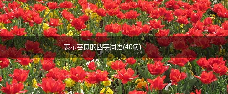 表示善良的四字词语(40句),第1张 表示善良的四字词语(40句),第1张