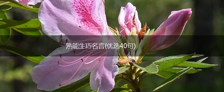 熟能生巧名言(优选40句),第1张