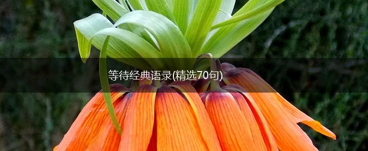 等待经典语录(精选70句),第1张