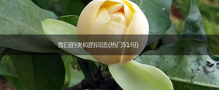 雪白的类似的词语(热门51句),第1张