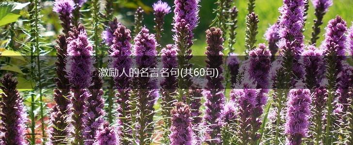 激励人的名言名句(共60句),第1张 激励人的名言名句(共60句),第1张