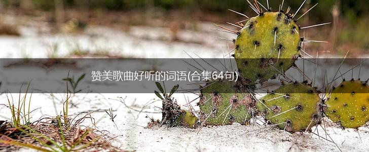 赞美歌曲好听的词语(合集64句),第1张