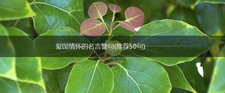 爱国情怀的名言警句(推荐50句),第1张