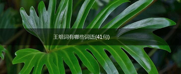 王组词有哪些词语(41句),第1张